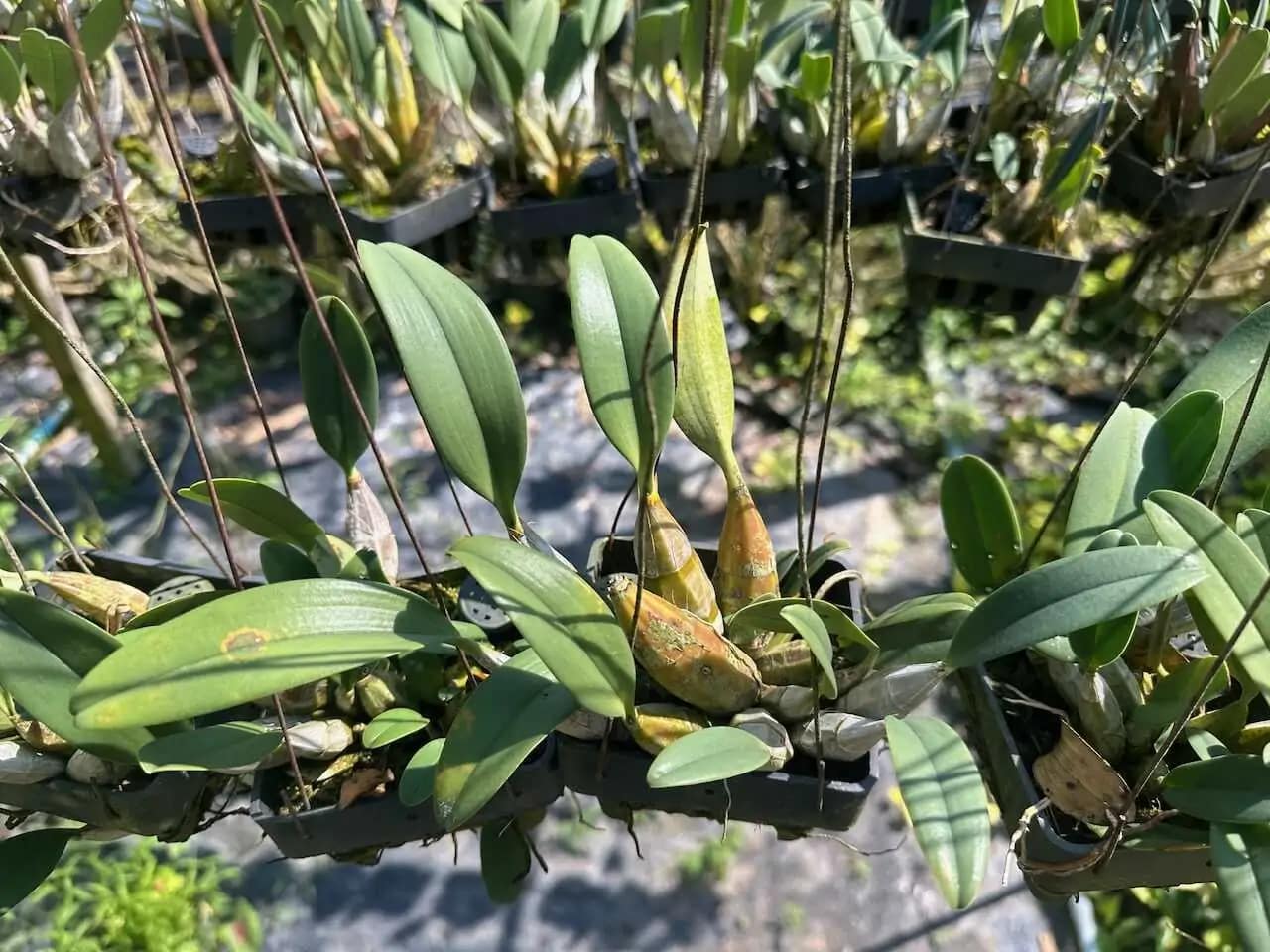 dendrobium lindleyi