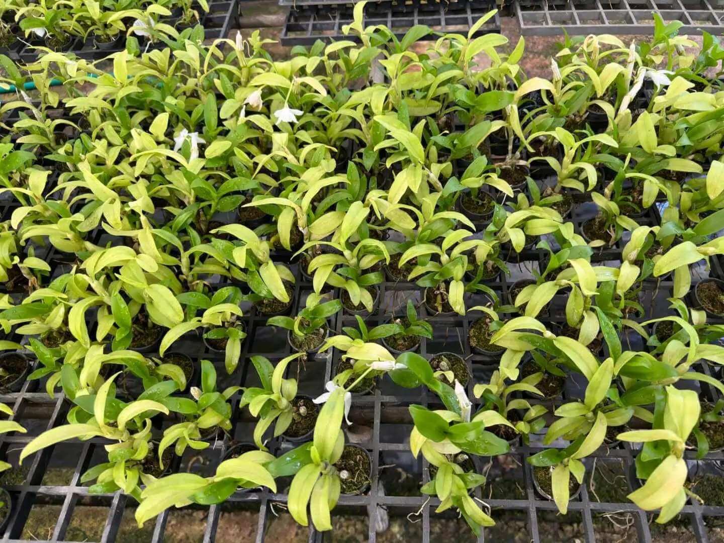 Dendrobium parishii alba - Dendrobium parishii alba
