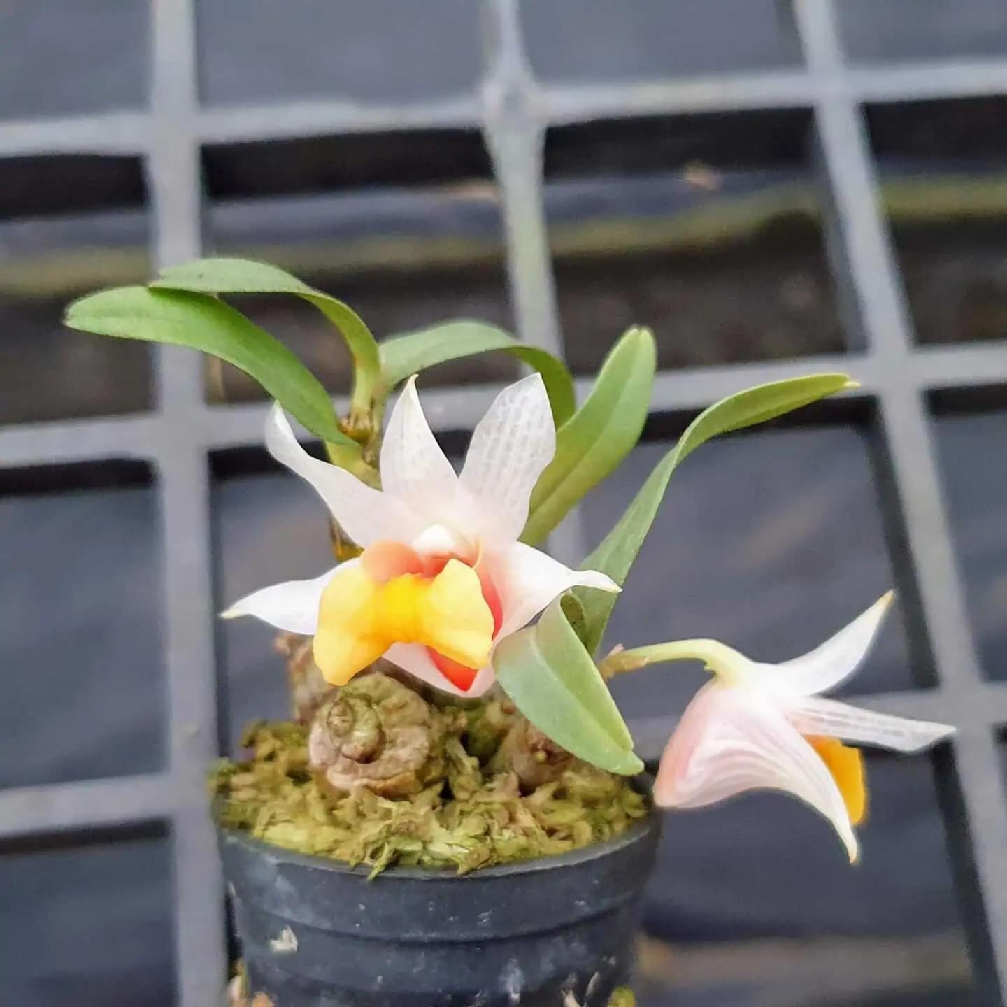 Dendrobium bellatulum