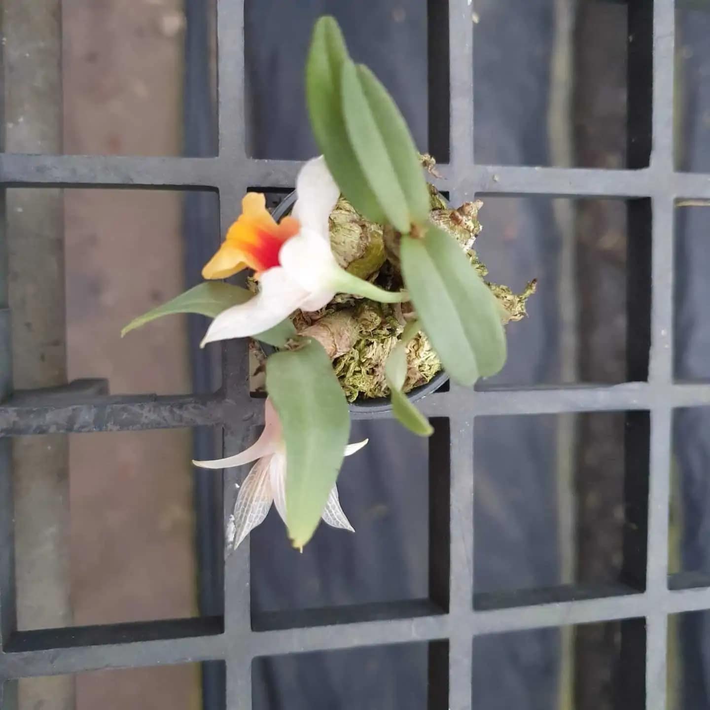 Dendrobium bellatulum