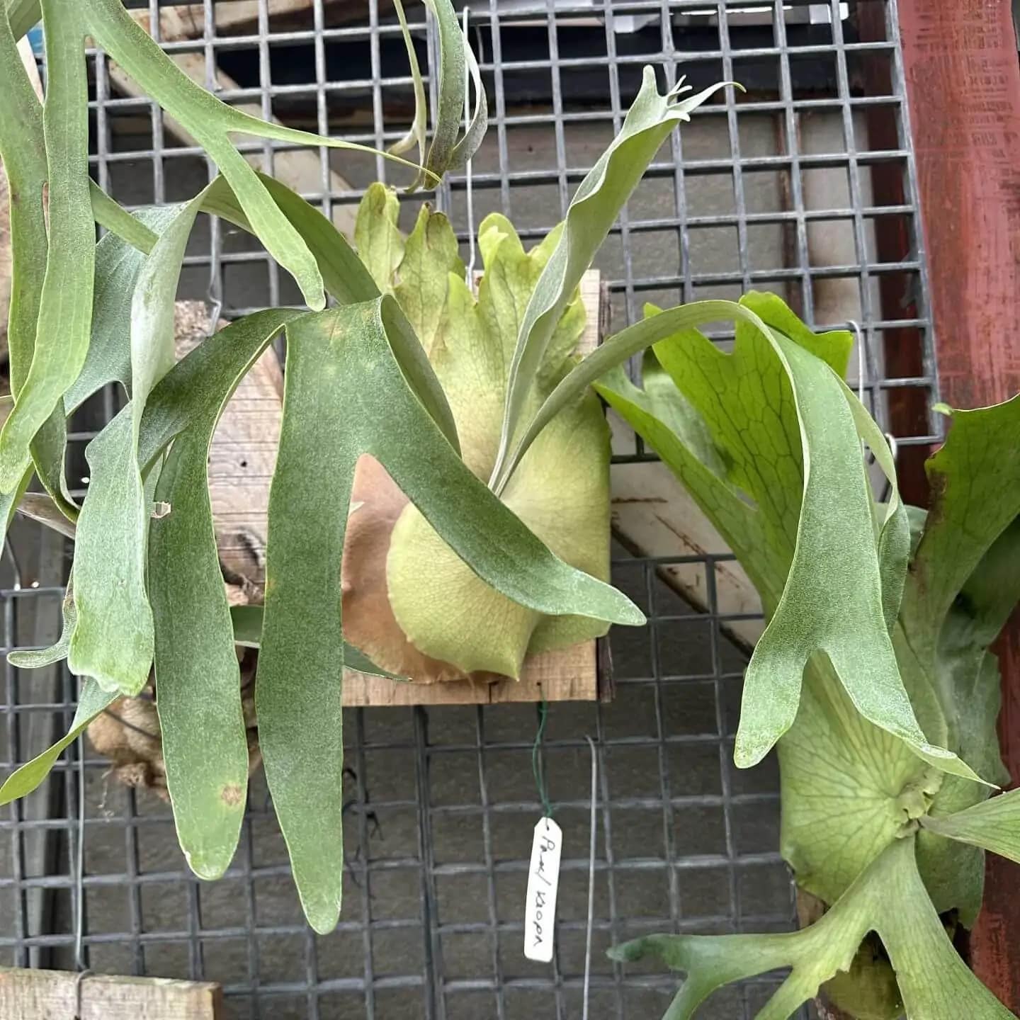 Shop Platycerium holtumii