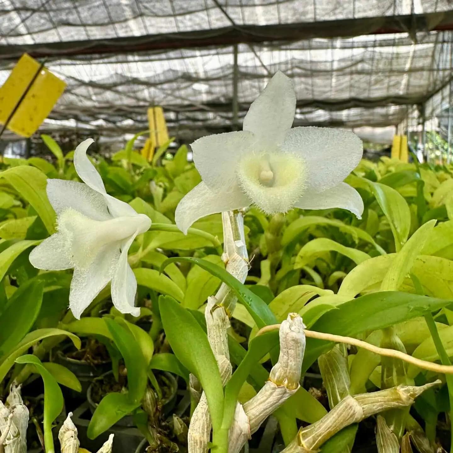 Dendrobium parishii alba - Dendrobium parishii alba