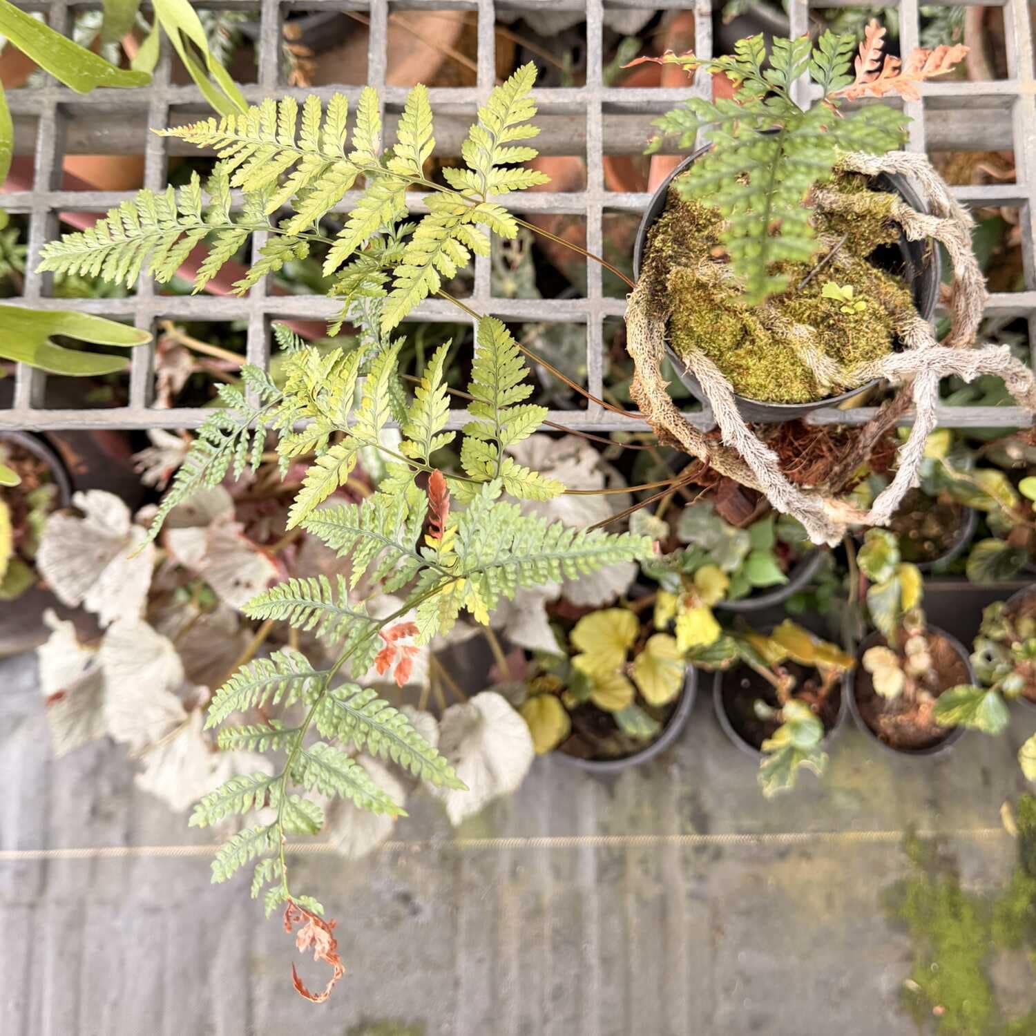 Davallia fejeensis - Rabbit’s Foot Fern