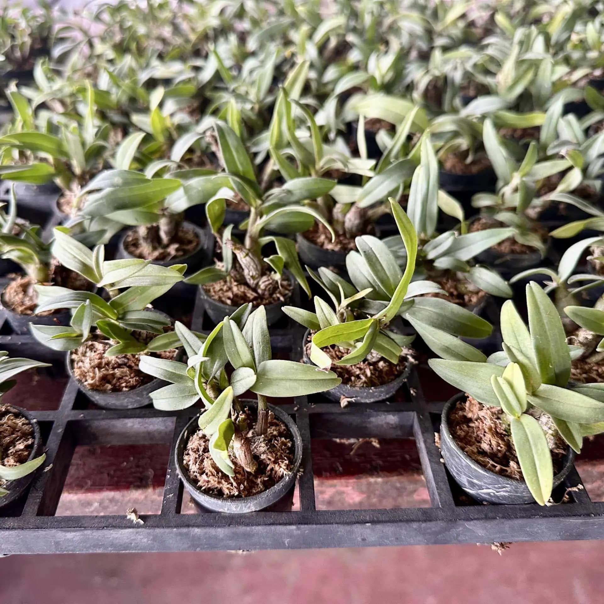 Dendrobium bellatulum (Ready in Sep) - Image 2