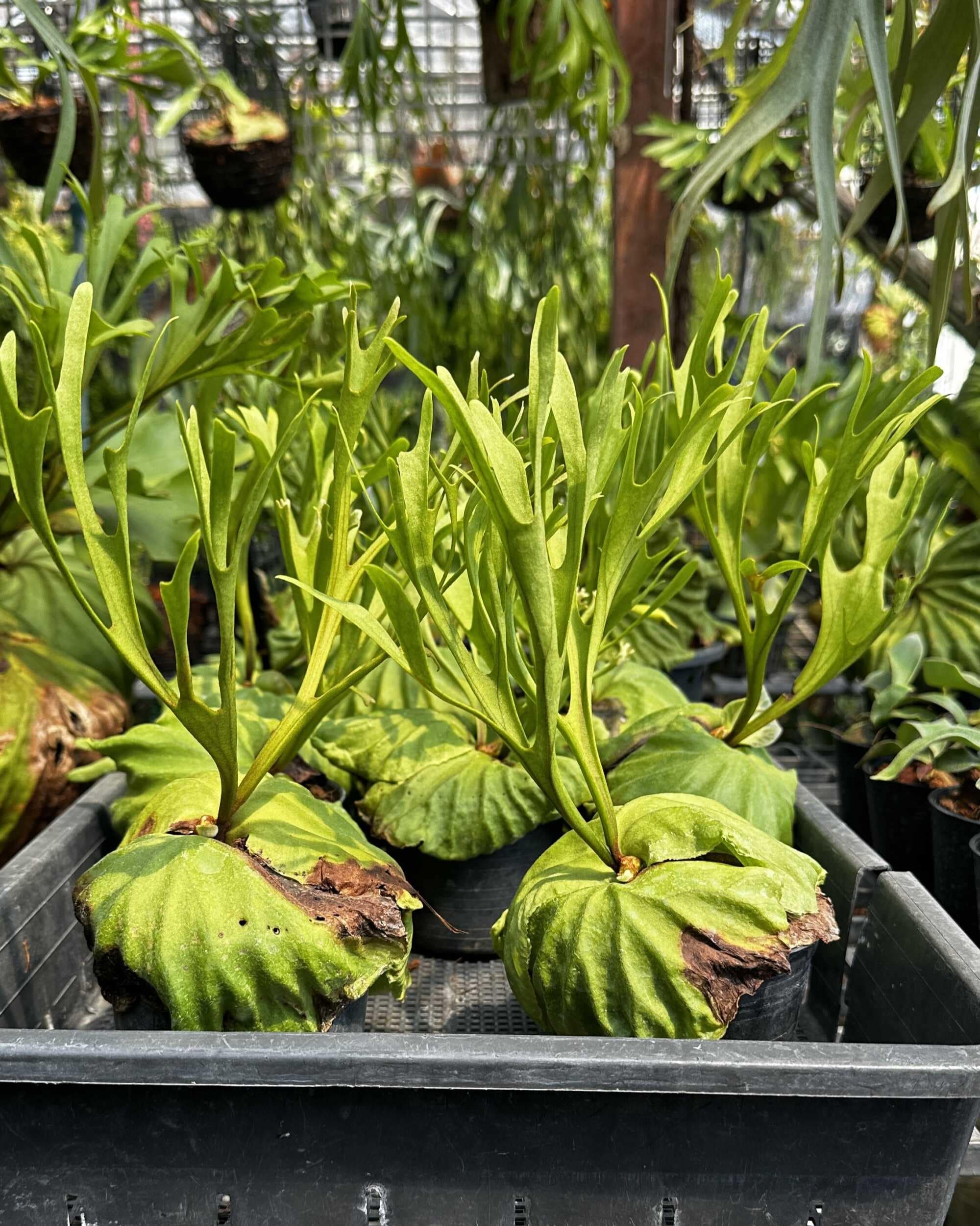 platycerium ridleyi pakarang