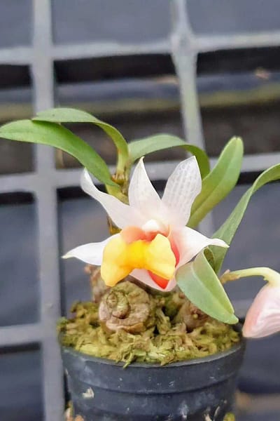 Dendrobium bellatulum