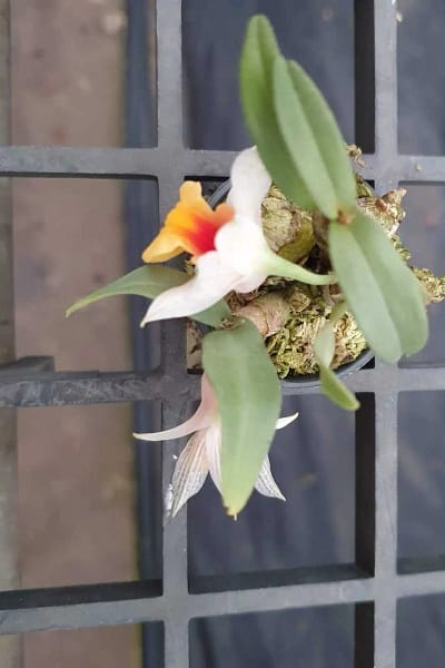 Dendrobium bellatulum