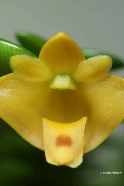 Dendrobium leonis (Small)