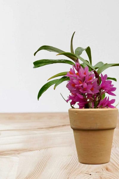 Dendrobium Hibiki
