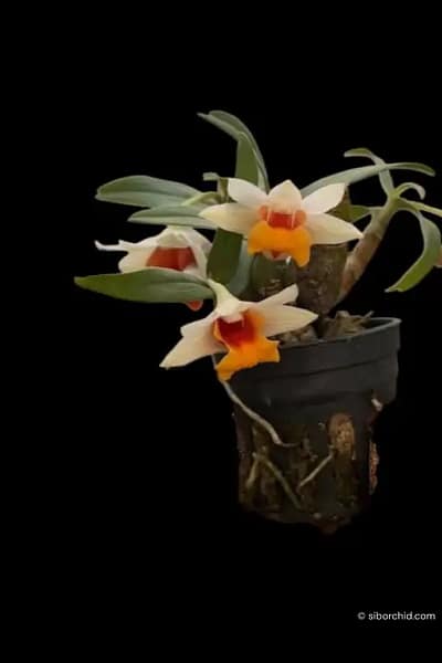 Dendrobium bellatulum