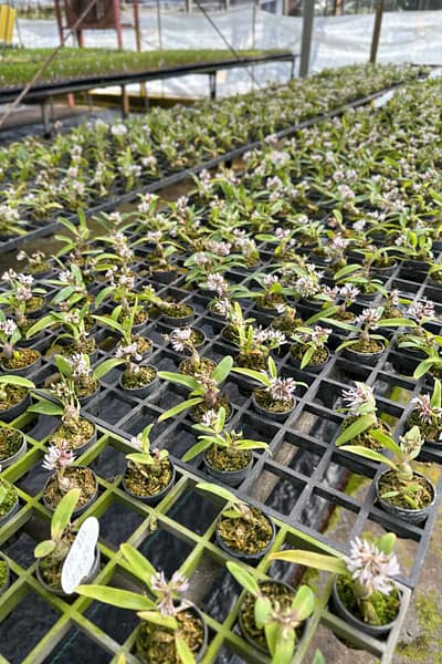 Dendrobium peguanum