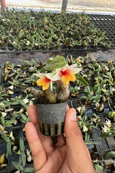 Dendrobium bellatulum