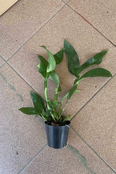 Dendrobium sulcatum