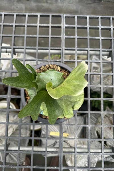 Platycerium wandae for sale