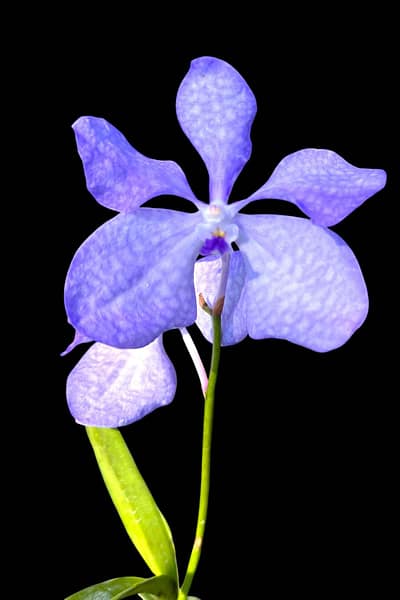 Vanda coerulea Blue