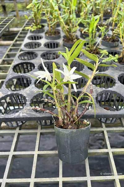 Dendrobium Moniliforme