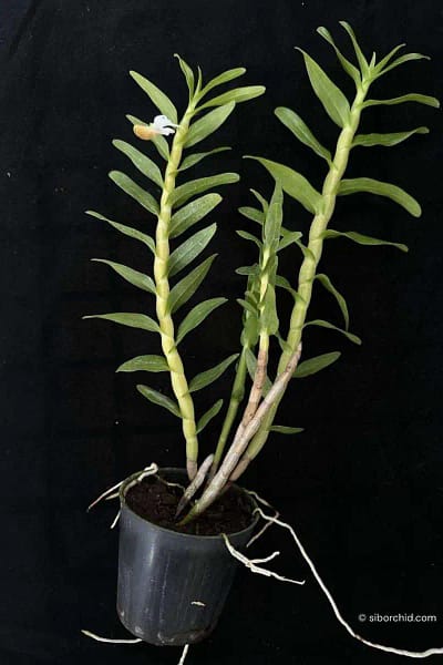 Dendrobium ellipsophyllum