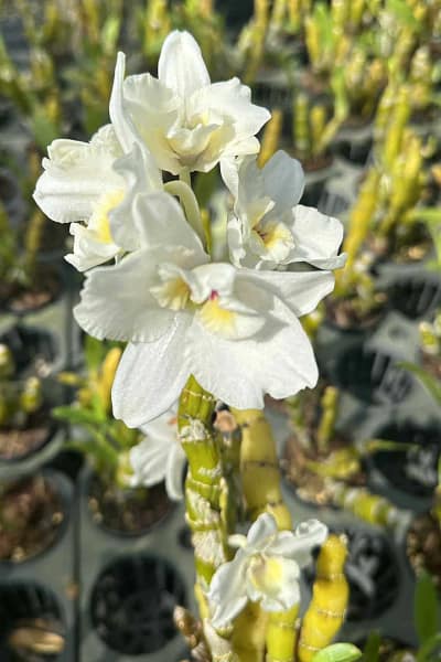 dendrobium nobile truelove