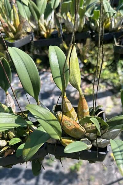 dendrobium lindleyi