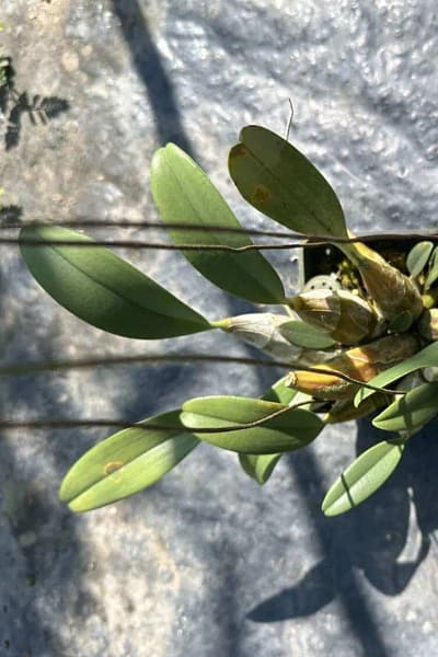 dendrobium lindleyi for sale
