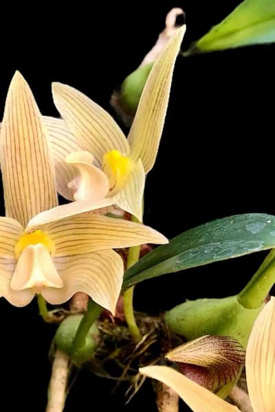 Thai orchid siborchid Bulbophyllum siamensis