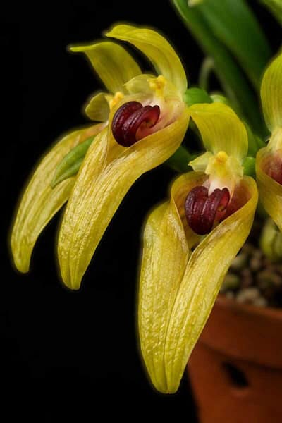Bulbophyllum graveolens