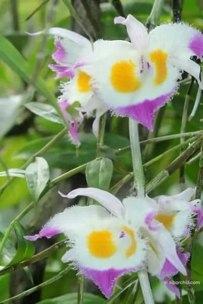 Dendrobium_devonianum
