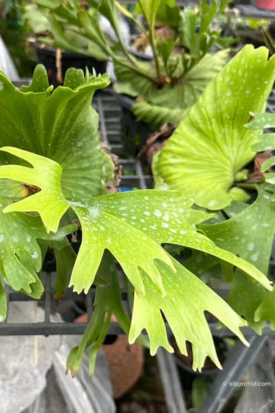 Platycerium Coronarium thin thin