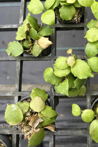 Hoya endauensis