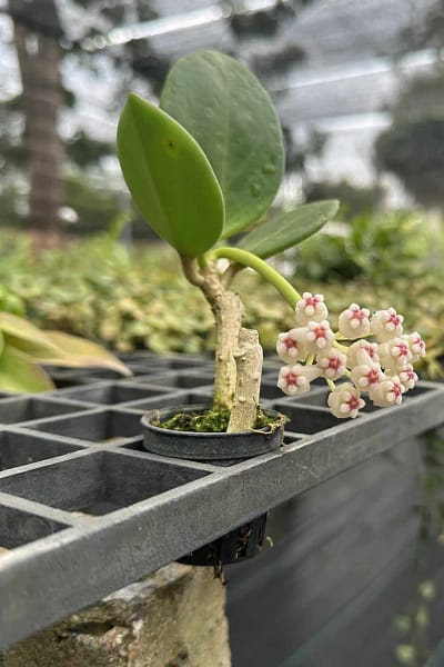 Hoya pachyclada white
