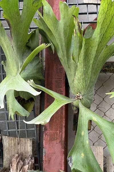 Platycerium holtumii
