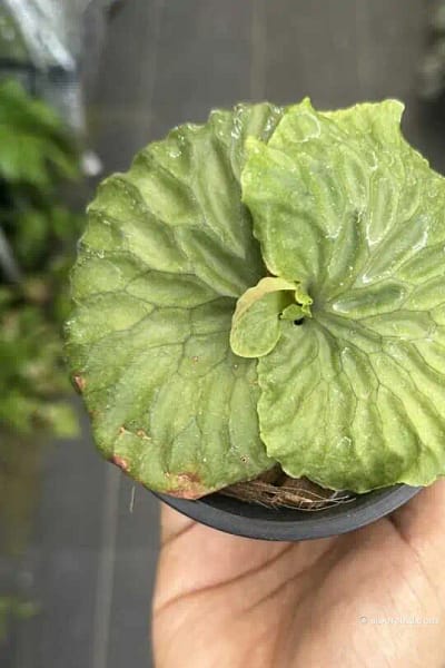 Platycerium madagascariense