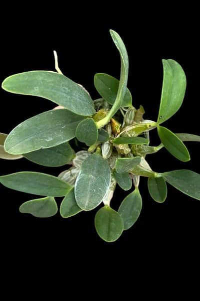 Dendrobium lindleyi