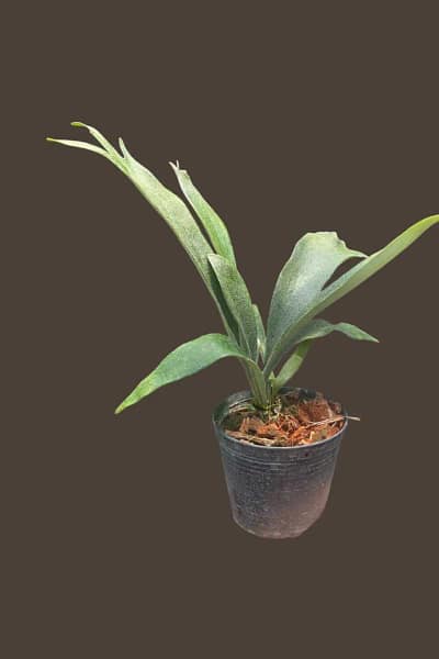 Platycerium veitchii wild P. Rydeen sporeling