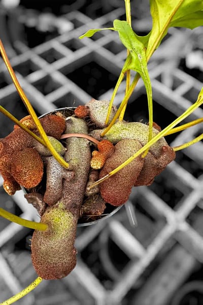Lecanopteris sp. – Ant Fern