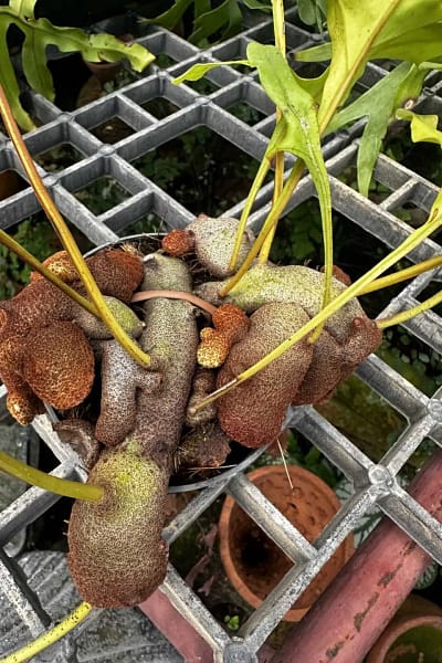 Lecanopteris sp. – Ant Fern