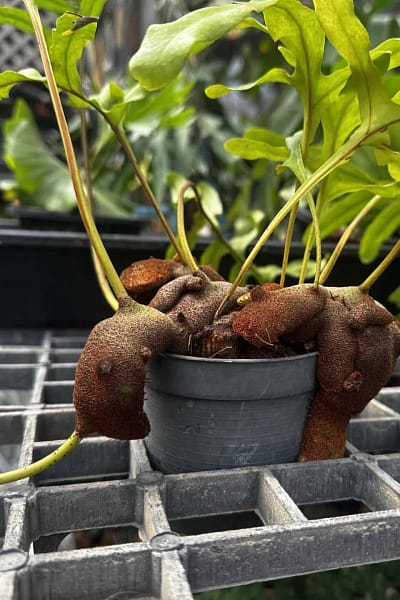 Lecanopteris sp. – Ant Fern