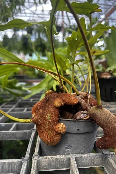 Lecanopteris sp. – Ant Fern