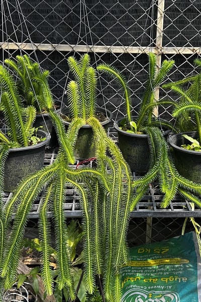 Huperzia squarrosa
