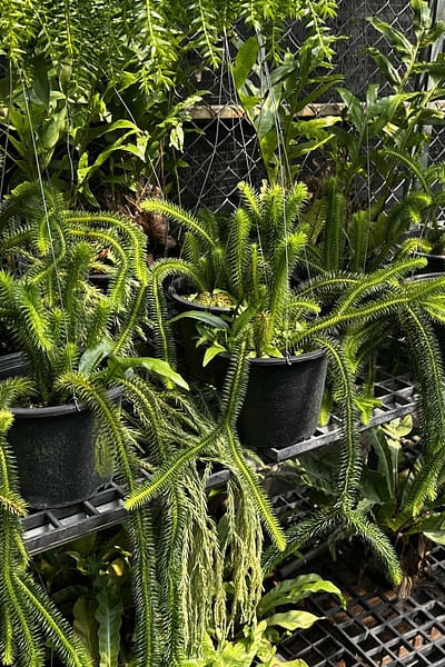 Huperzia squarrosa