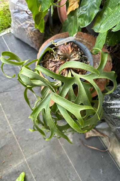 Platycerium Snow-White