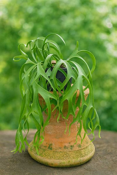 Platycerium Snow-white