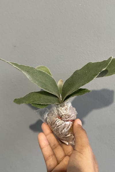 Home - Platycerium veitchii ‘Lemoinei’ – Sporing