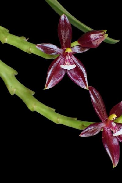 Phalaenopsis