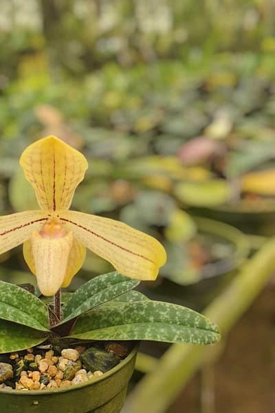 Paphiopedilum josianae
