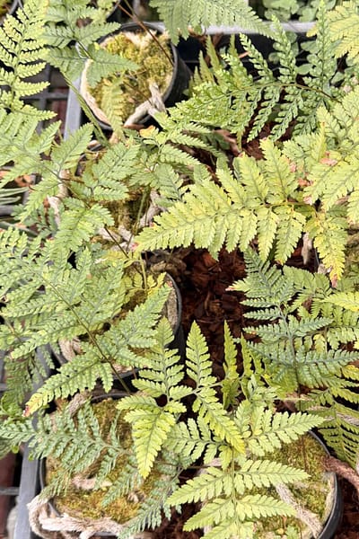 Davallia fejeensis Rabbit’s Foot Fern