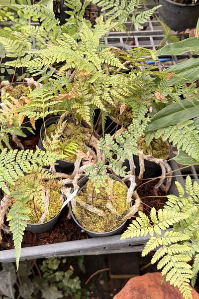 Davallia fejeensis Rabbit’s Foot Fern