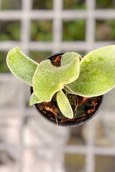 Home - Home orchid from