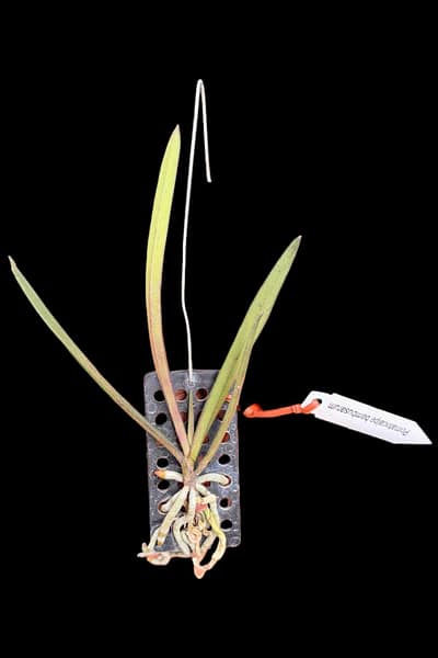 Pomatocalpa bambusarum (Bamboo Orchid)