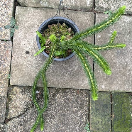 Huperzia squarrosa - Huperzia Squarrosa